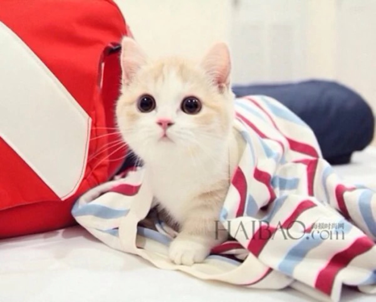 萌宠 猫咪 猫 萌萌哒 女生 可爱 萌 萌物 兔兔 狗狗 卡通 动漫 二次元