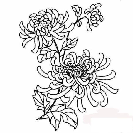 简笔画金秋赏菊的具体画法步骤图片教程