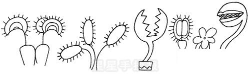 捕蝇草简笔画