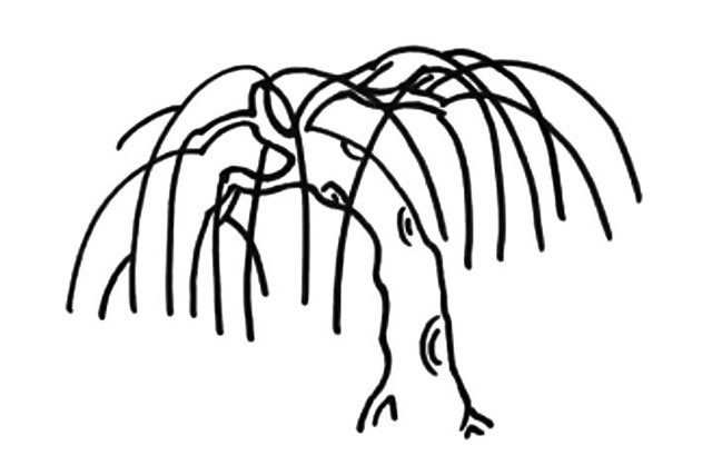 柳树简笔画