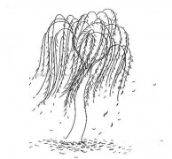 风吹柳树简笔画图片