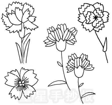 康乃馨简笔画图片教程