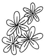 风信子简笔画怎么画