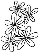 风信子简笔画怎么画