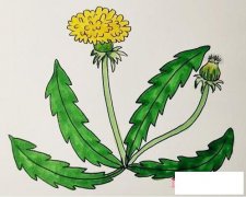 简单漂亮蒲公英的画法步骤图带颜色蒲公英简笔