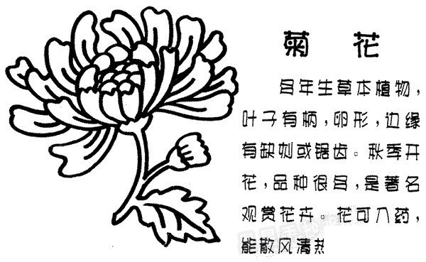 菊花简笔画