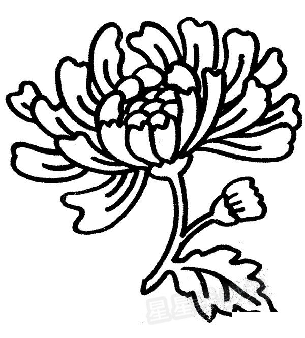 菊花简笔画