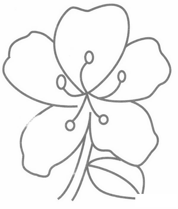 杜鹃花简笔画