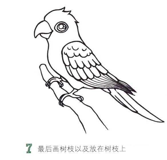 鹦鹉简笔画彩色图片大全