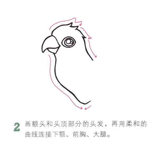 鹦鹉简笔画彩色图片大全
