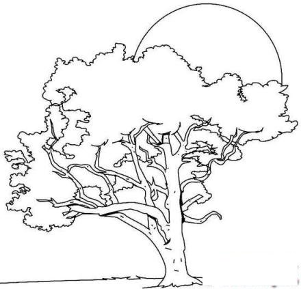 风景简笔画：落日余晖下的大树