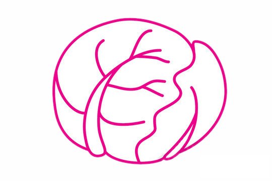 卷心菜简笔画图片