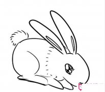 小兔子简笔画图片大全，可爱的小兔子
