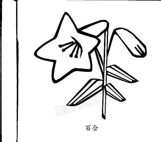 百合花简笔画