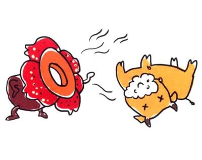 大王花简笔画图片