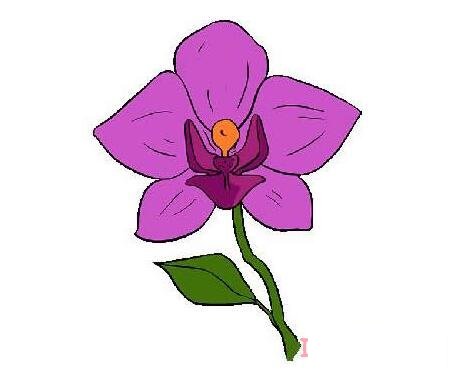 一步一步教你画彩色兰花简笔画怎么画