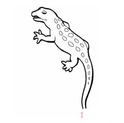 儿童画小壁虎怎么画简单可爱