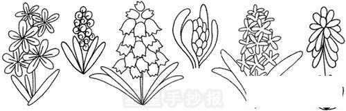 风信子简笔画怎么画