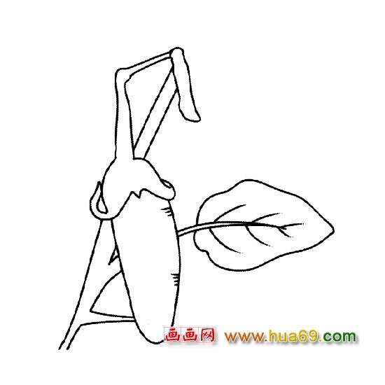 简笔画（可口的茄子）3