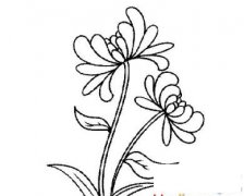 重阳赏菊花简笔画画法_怎么画重阳赏菊花