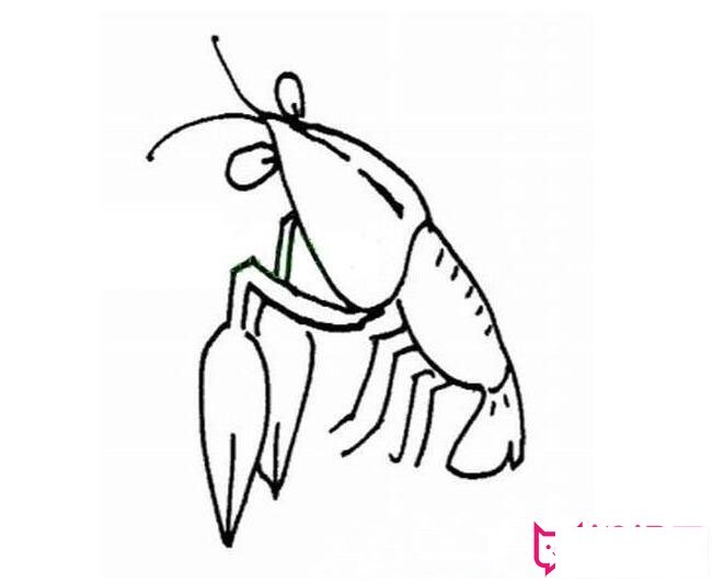 龙虾简笔画图片大全，龙虾的画法