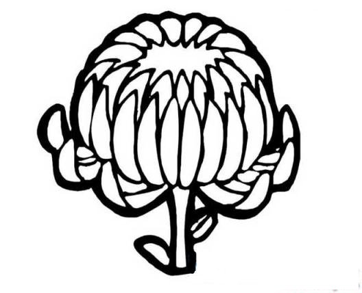 简笔画金秋菊花的具体画法步骤图片教程