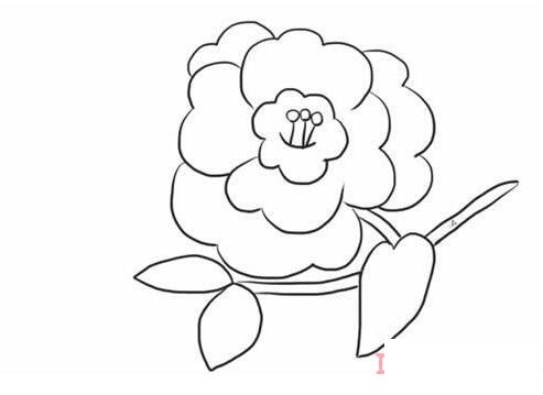 怎样画山茶花简笔画图片 山茶花的画法步骤图