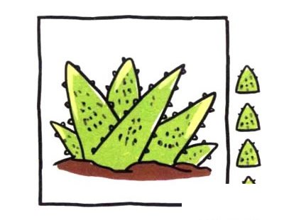 芦荟简笔画图片大全