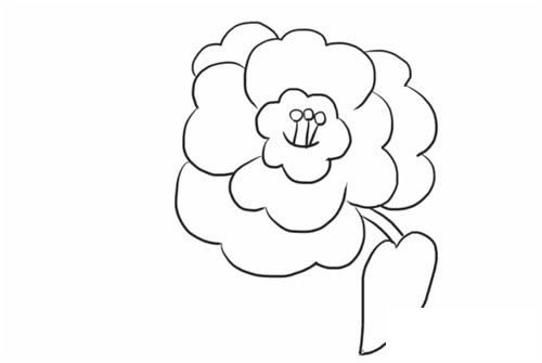 茶花简笔画步骤图解