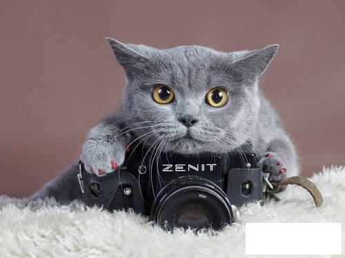 小猫简笔画