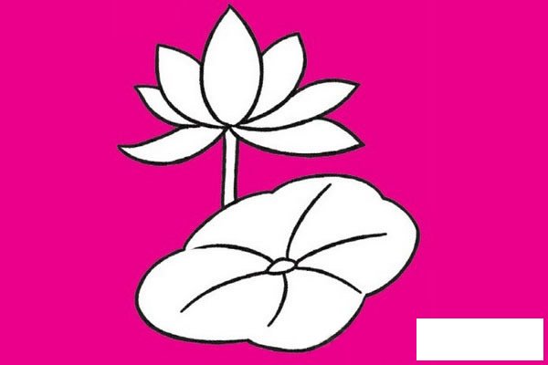 荷花简笔画图片大全作品四