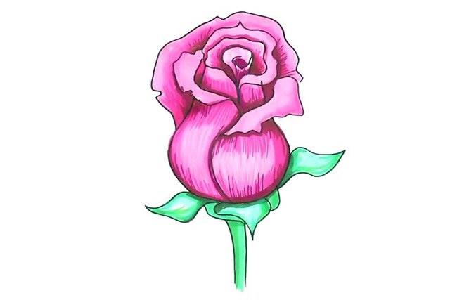 漂亮的粉色玫瑰花简笔画