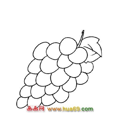 熟透的葡萄简笔画1