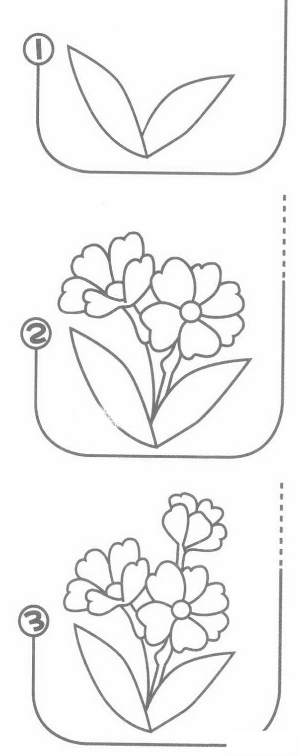 报春花简笔画