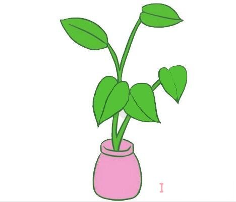 绿萝植物的画法步骤图带颜色 绿萝简笔画图片