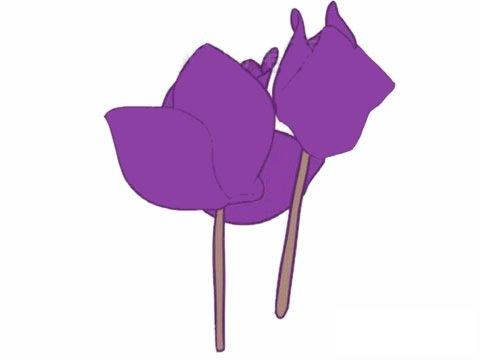 仙客来简笔画图片