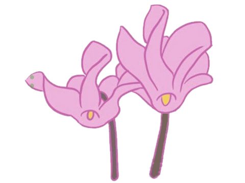 仙客来简笔画图片