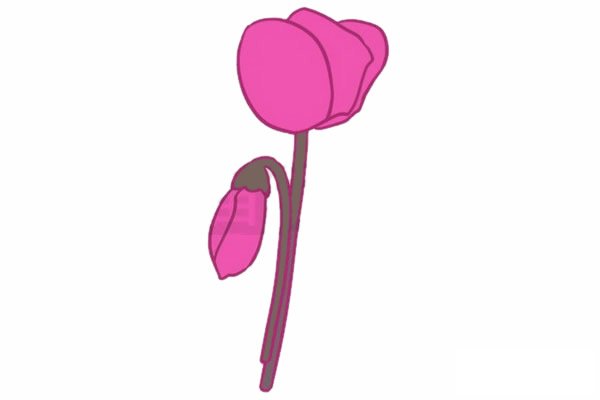 仙客来简笔画图片