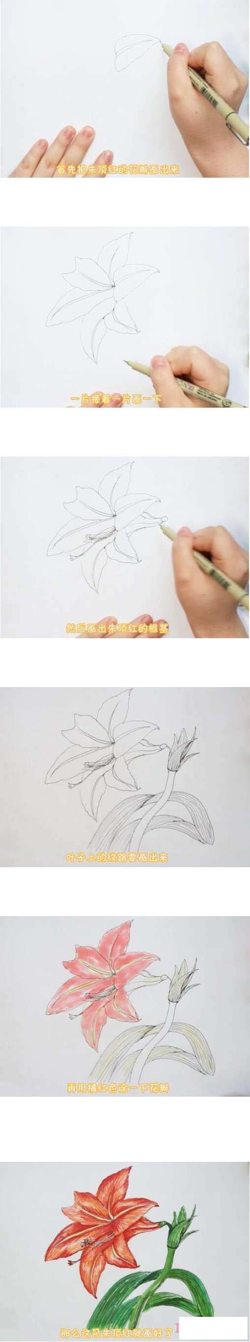 教你一步一步手绘朱顶红简笔画涂色简单漂亮