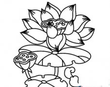 夏日荷花开简笔画画法_怎么画夏日荷花开