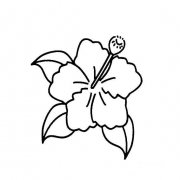 扶桑花（妖精花）的简笔画画法