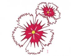 石竹花的画法步骤图带颜色 石竹花简笔画图片