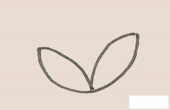 马蹄莲简笔画步骤图解教程 彩色画法