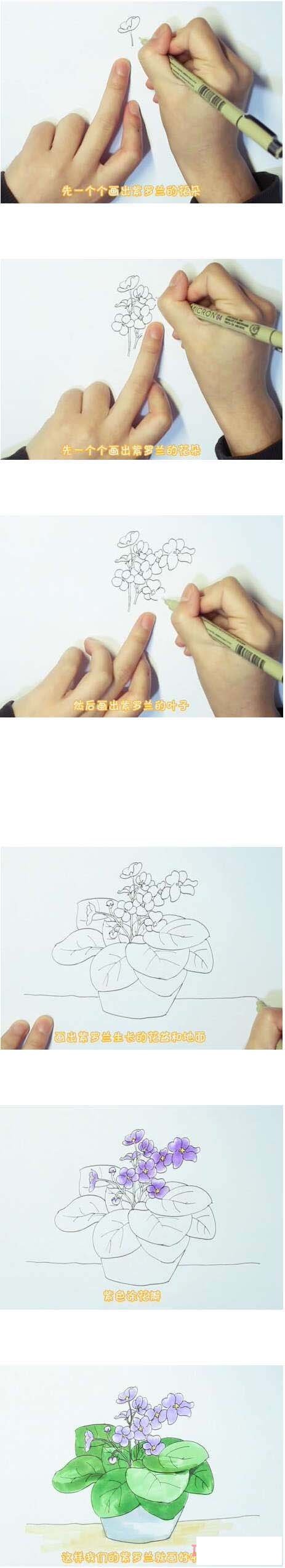 教你一步一步手绘紫罗兰简笔画涂色简单漂亮