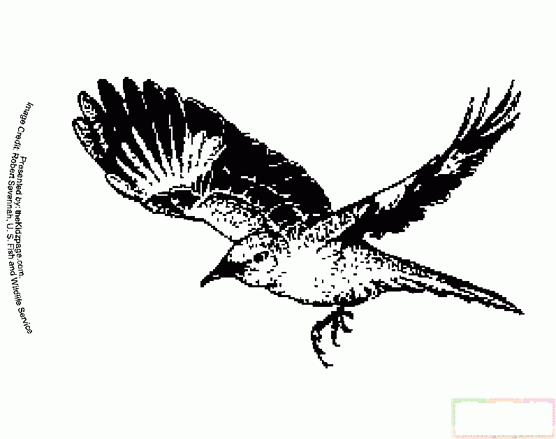 老鹰在天空中飞简笔画