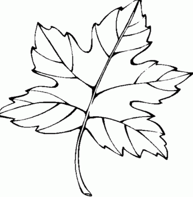 枫叶简笔画