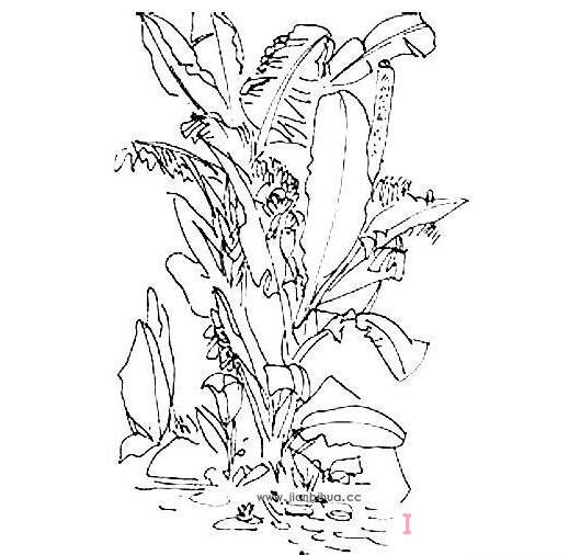  芭蕉树素描怎么画简单漂亮 芭蕉树简笔画图片