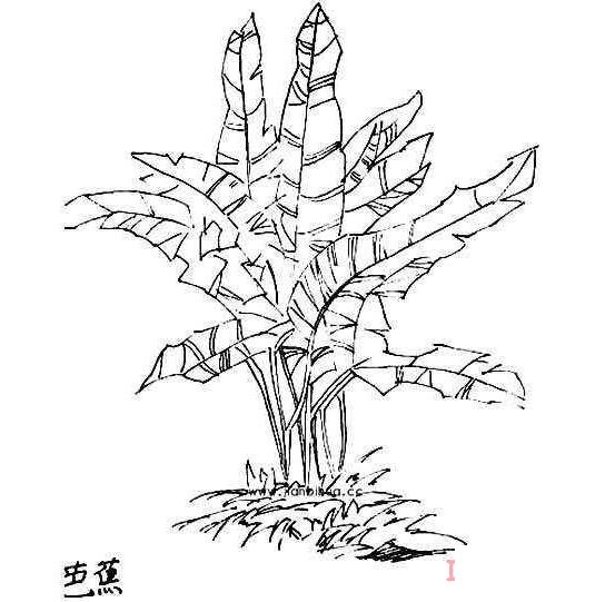 芭蕉树素描怎么画简单漂亮 芭蕉树简笔画图片