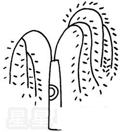 柳树简笔画图片步骤教程