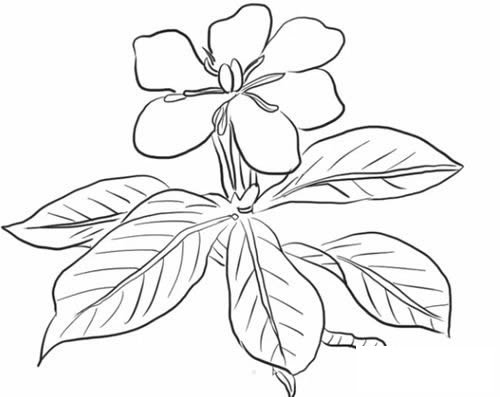 栀子花简笔画步骤教程
